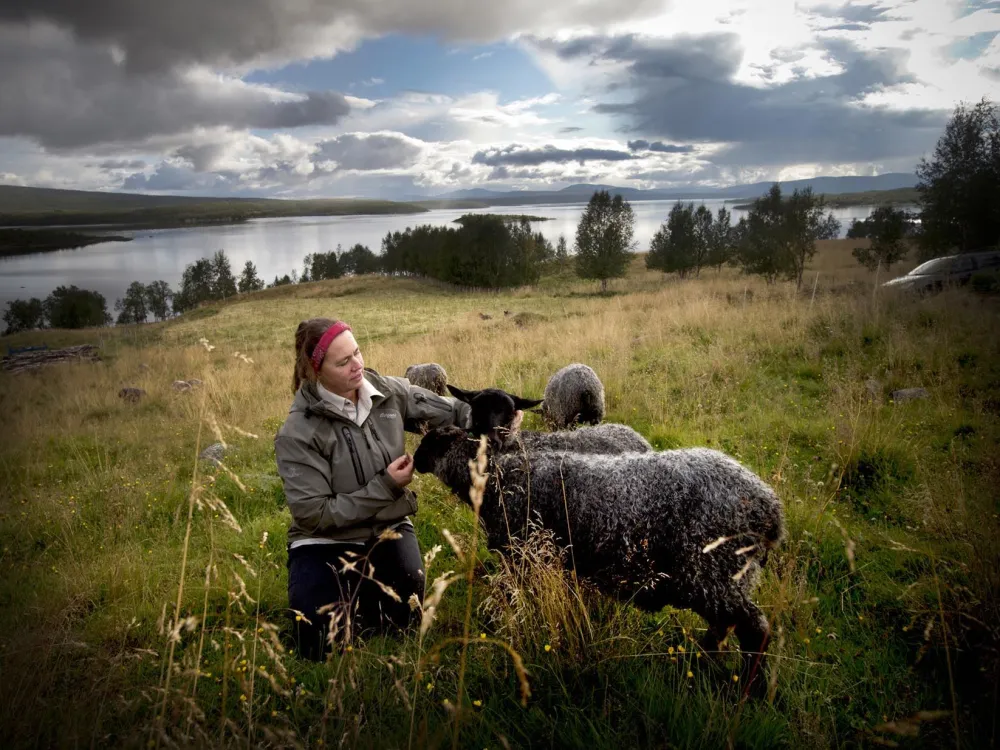 Virisen Lappland