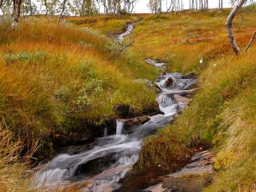 Fjällbäck