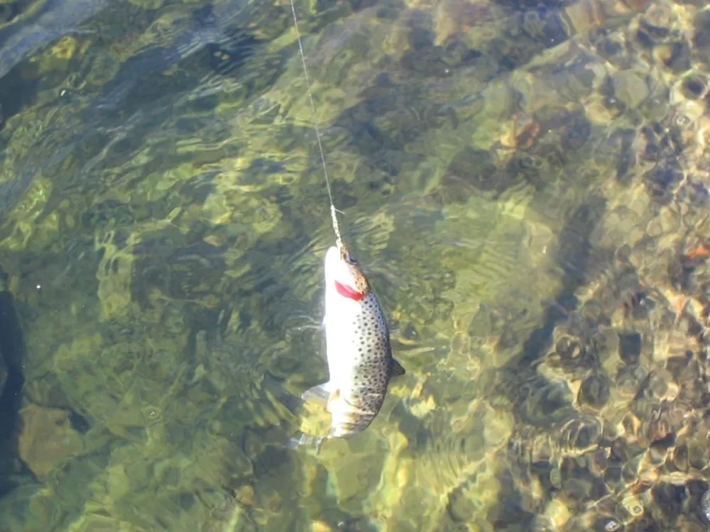 Fisk!