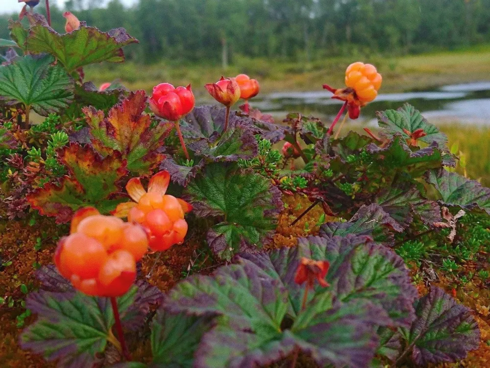 Hotellrum