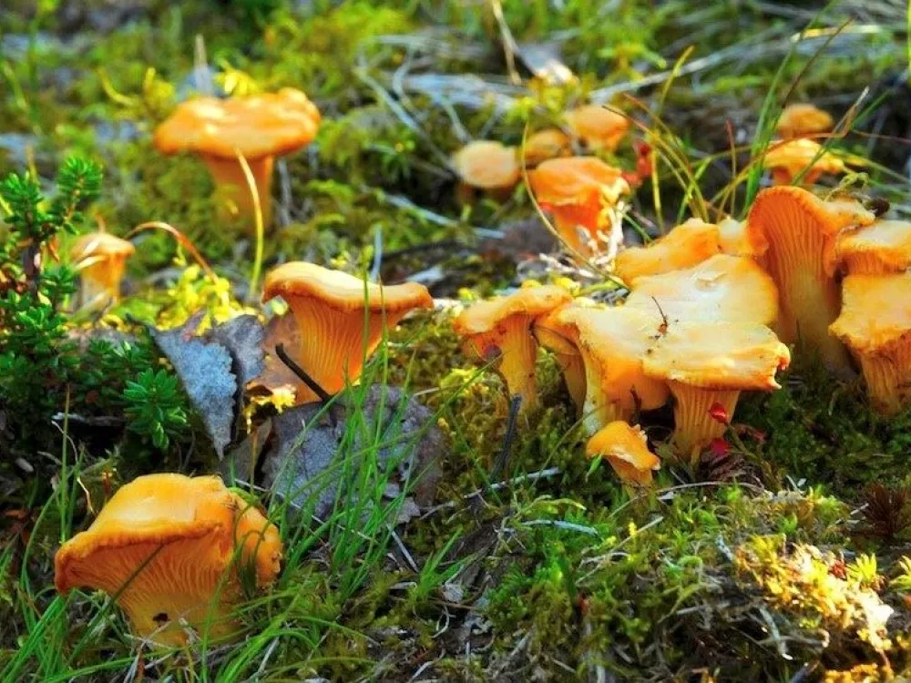 Ställplats husvagn/husbil