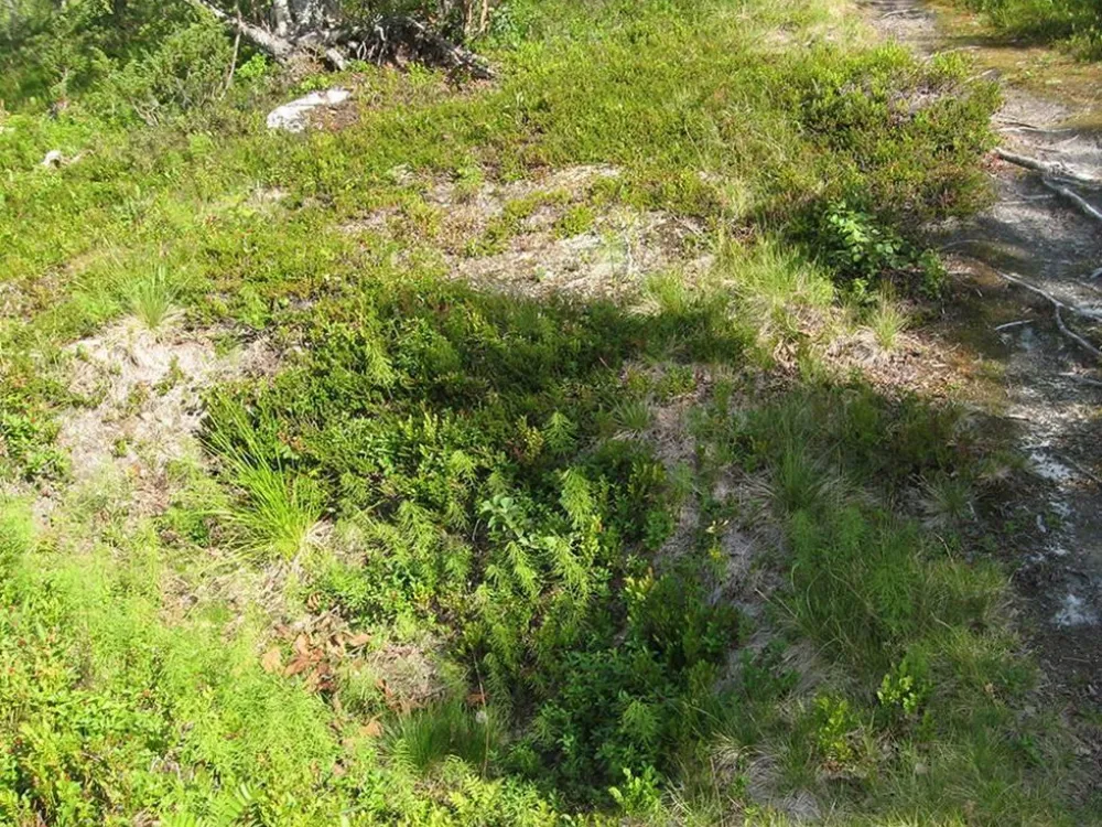 Fångstgrop i Solberg