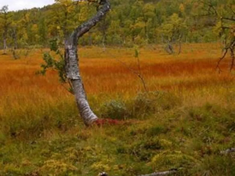 Färger-på-fjället-liten.jpg