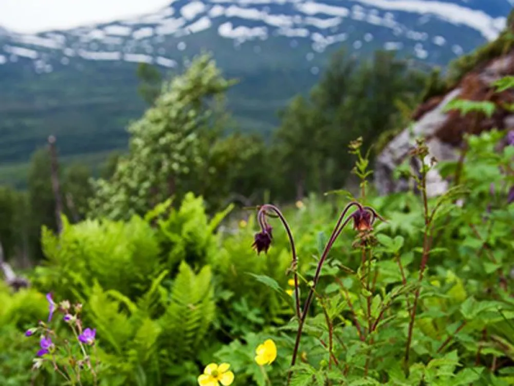 Stigen upp till Rödingfjället