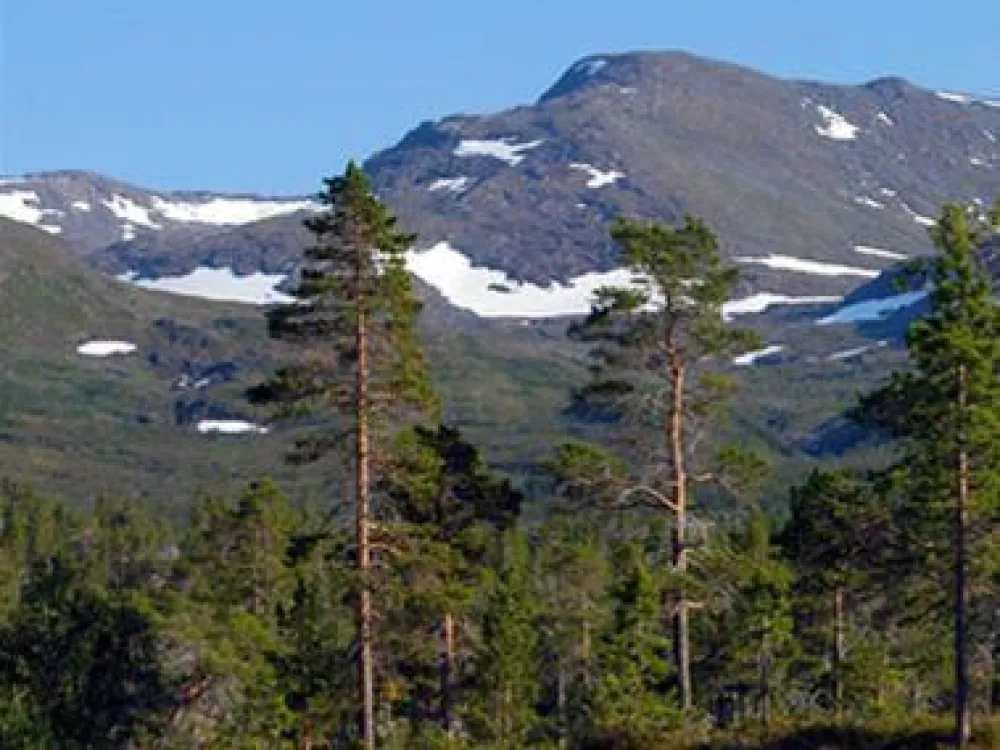 Tallskog efter Krutfjället